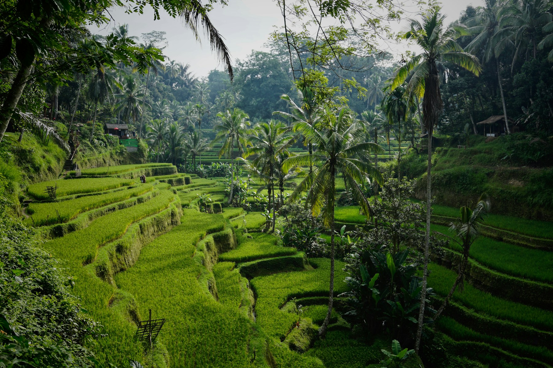 Zöld rizsteraszok Ubud közelében, Balin